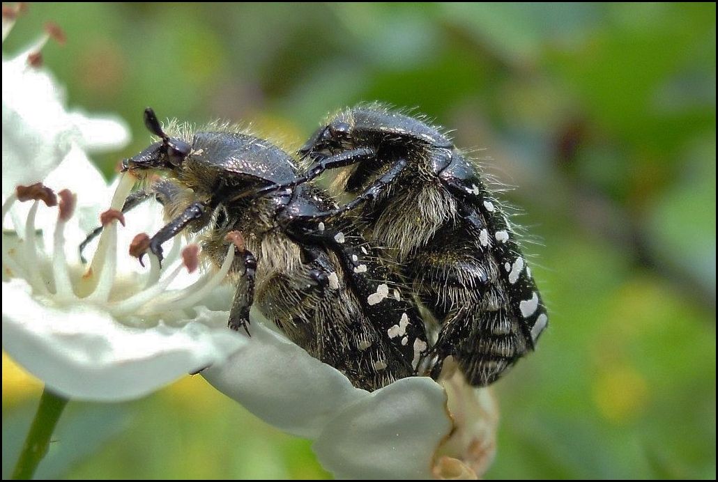 Oxythyrea funesta